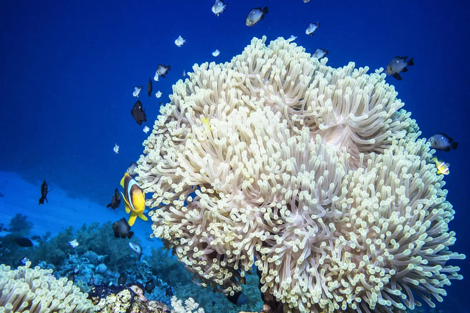 Gebleichte Anemone im Riff